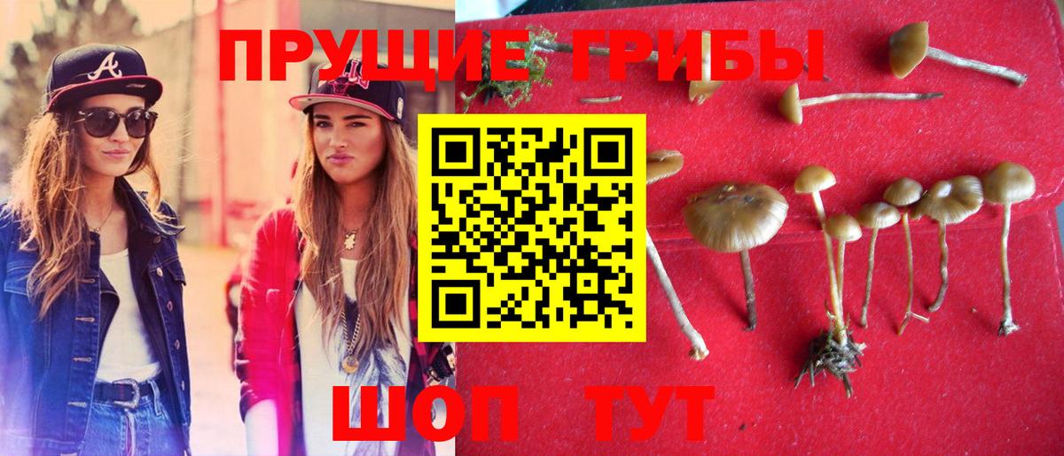 Галлюциногенные грибы Psilocybe  Вход с VPN  Южноуральск 